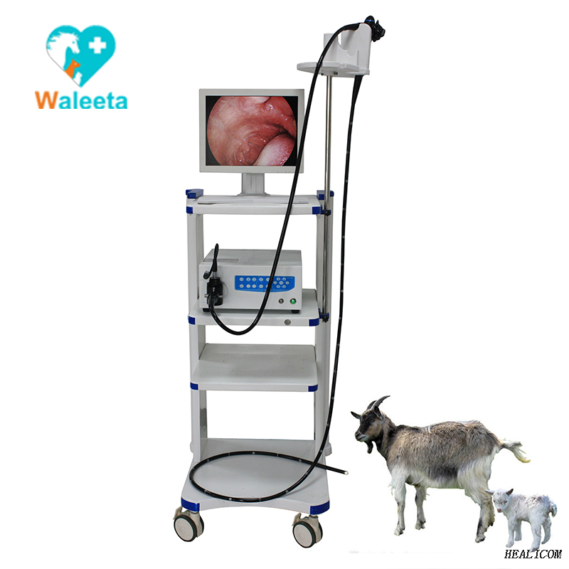 Video endoscopio medico veterinario di alta qualità WET-6000 per piccoli animali