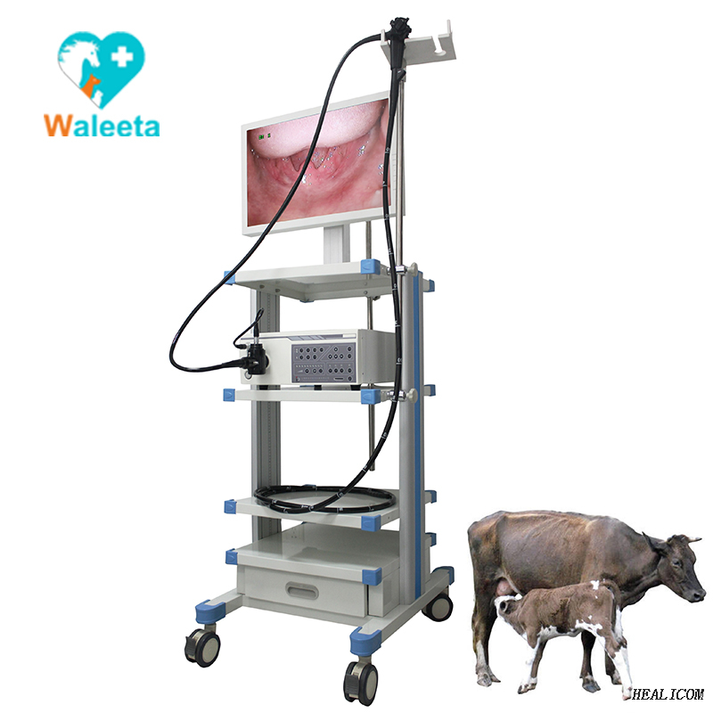Video endoscopio medico veterinario di alta qualità WET-9000A per piccoli animali